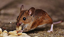 24 Hour & Emergency Exterminators in Holly Grove, NC